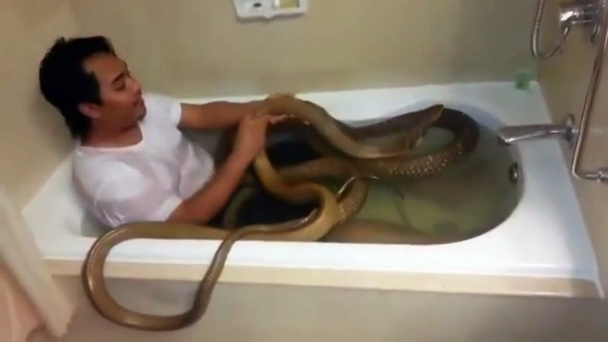 Cet homme prend un bain avec son cobra royal de compagnie... risqué