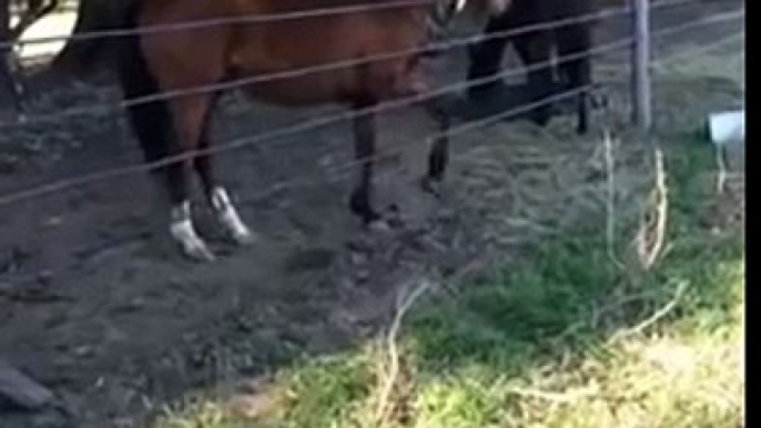 Un cheval passe à travers une clôture