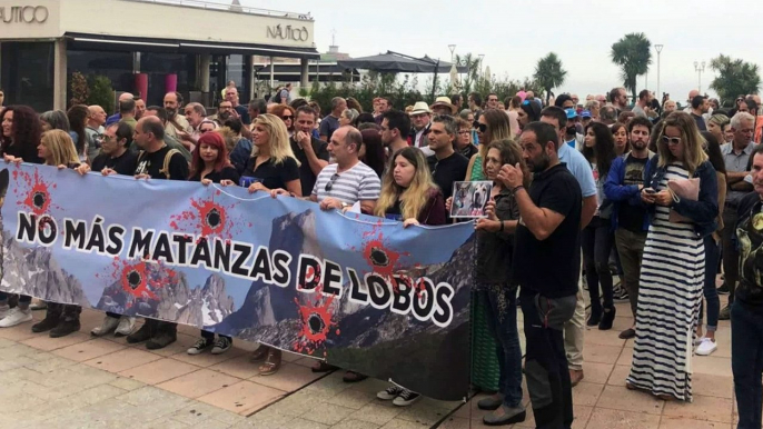 Vídeo crónica: Concentración y acto en Gijón contra las matanzas de LOBOS en Asturias