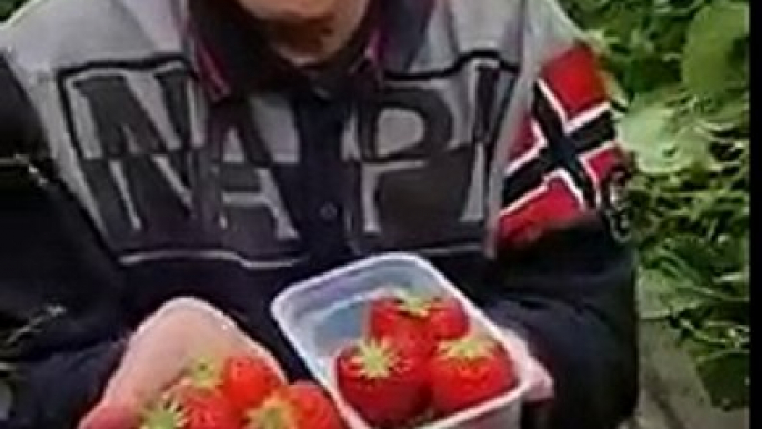 Panen strawberry hidrofonik di Kisarazu, Chiba.Kami bisa makan langsung dari pohon, all you can eat, bersih, dengan gaya orang Jepang - yaitu dicocol ke susu