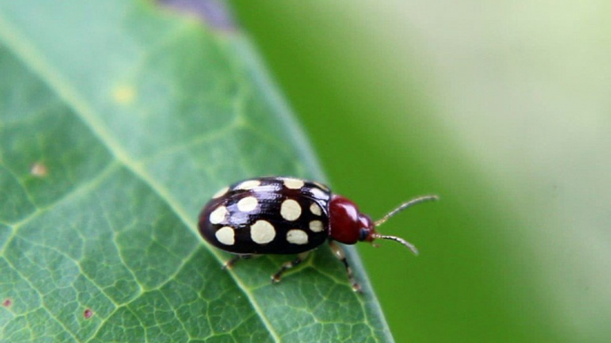 videos and pictures of white ball insects