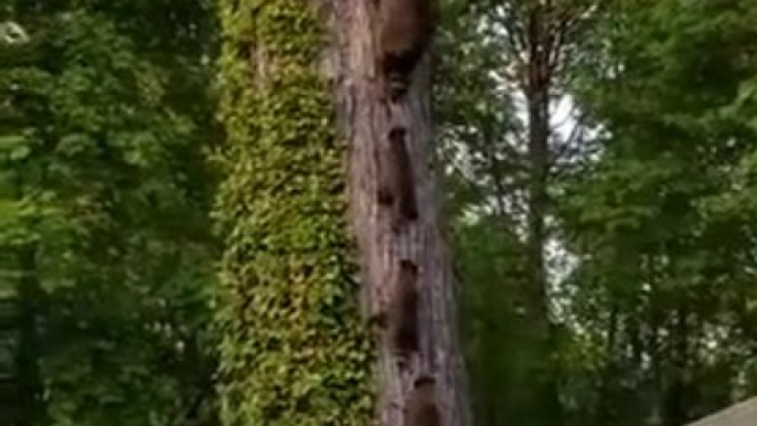 Cette famille de raton laveur rentre à la maison dans son arbre et c'est trop mignon