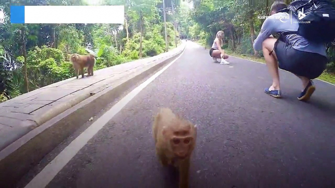 Un mono intenta robar una cámara GoPro