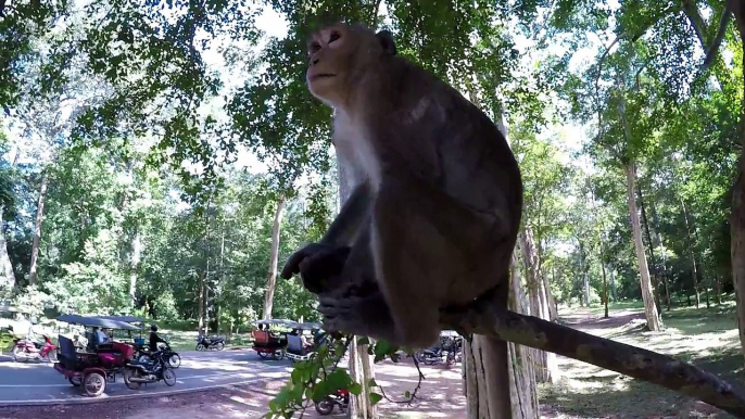 Drôle de singe - Funny Monkey VIDEOS (2)