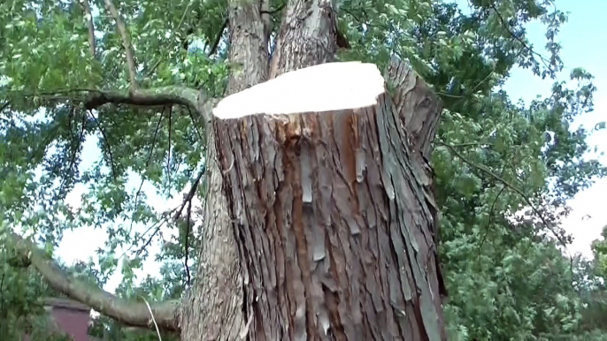 Some Tree Cutting