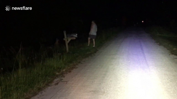 Footage shows missing Florida kangaroo caught and returned to safety