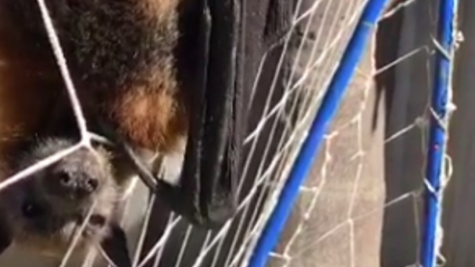Grey-Headed Flying Fox Found Tangled in Soccer Net