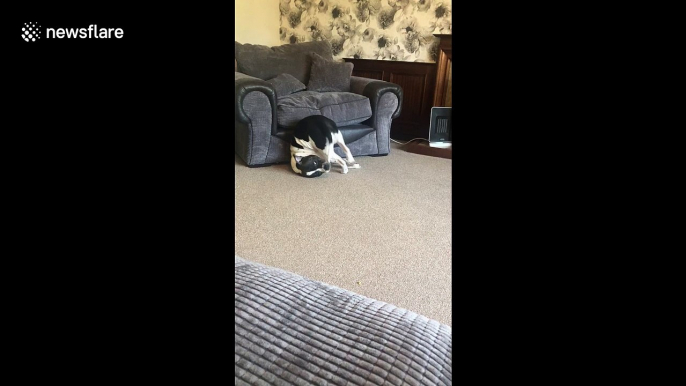 This dog doesn’t understand the concept of chasing your tail