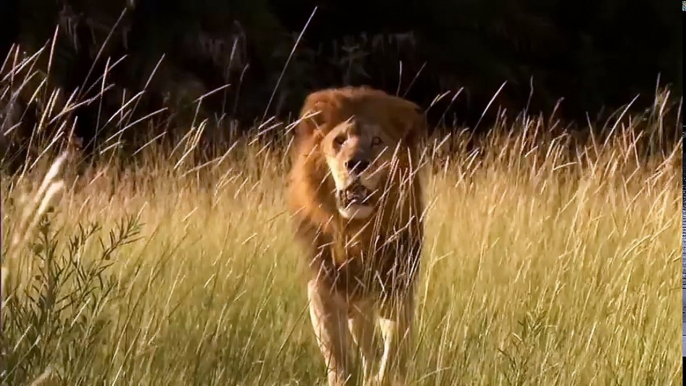 Warthog Fight Off Four Cheetah Then Escape