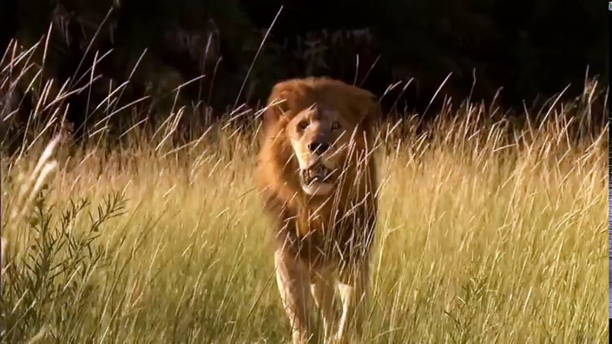 Family Buffalo Timely Rescue Member Escape From Herd Lion