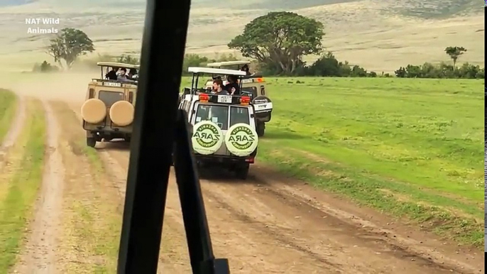 Mother Buffalo Taking Every Effort To Rescue His Son but Could Not Because Lions Overcrowding