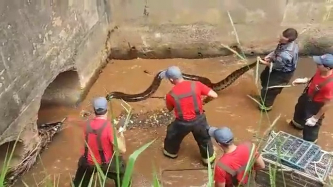 Ces ouvriers découvrent un énorme anaconda dans une canalisation