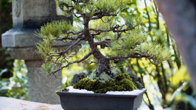 Making $35,000 Bonsai Scissors