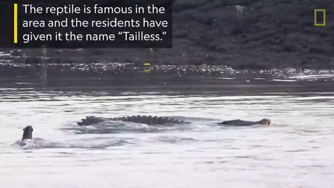 Watch a family of otters fight off a crocodile