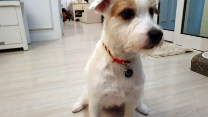 Guilty Jack Russell terrier has the perfect plan to get out of trouble