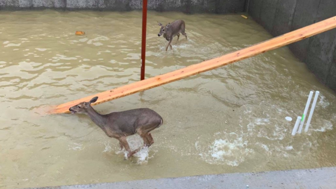 Deer Trapped in Flooded Building Site Rescued by Kentucky Firefighters