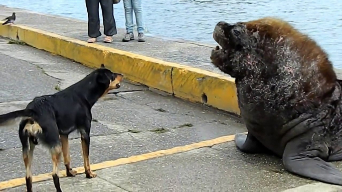 Un chien vient hurler avec des lions de mer... pas très mélodieux