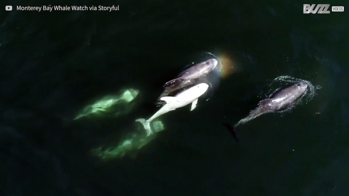 ¿Cómo son los delfines albinos?