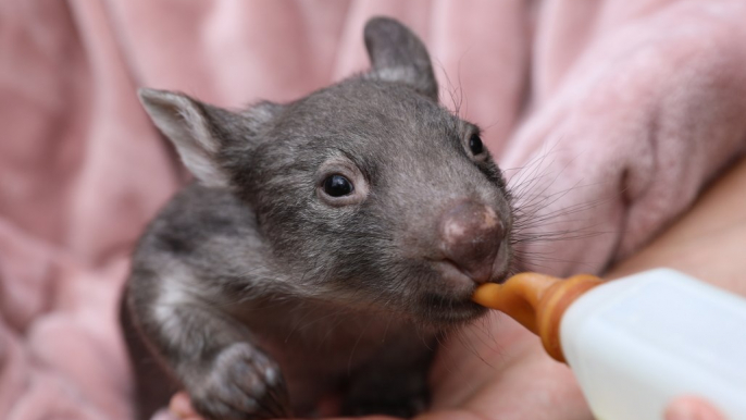 Baby Wombat Gets Her Bottle From Australian Reptile Park Keeper