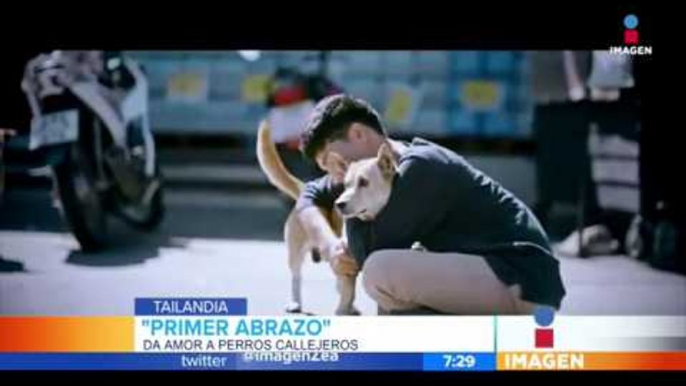 Los perritos callejeros también necesitan amor | Noticias con Francisco Zea