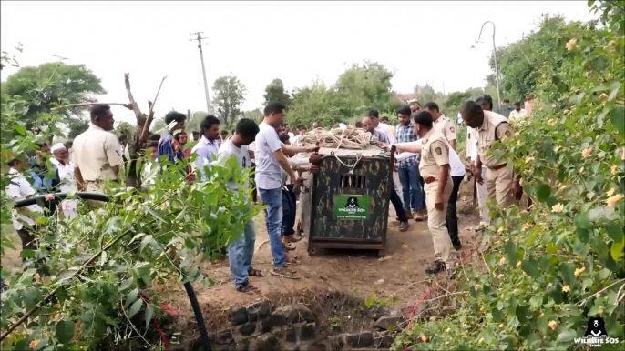 Leopard rescued from drowning in deep well in India