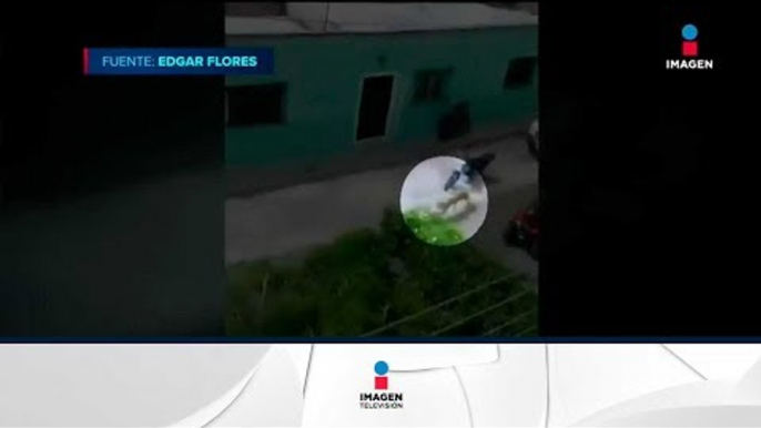 Un puma escapó y estuvo corriendo por las calles | Noticias con Ciro Gómez Leyva