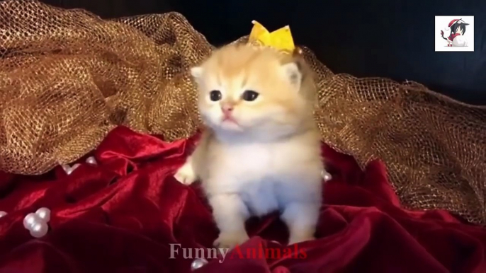 Cute Cats and Little Kittens Meowing and Talking Compilation