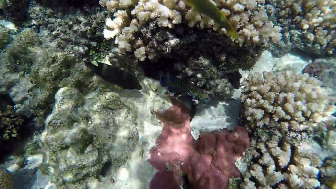 Blue Spotted Coral Trout (Plectropomus laevis)Lives in tropical waters of the Indo-Pacific region.  Those living in deep water are usually bright red while tho