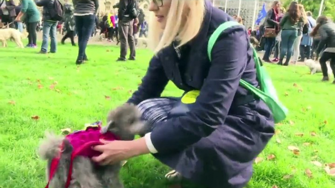 Cientos de perros y sus dueños salieron a las calles de Londres a manifestarse para solicitar a las autoridades que realicen un nuevo referéndum sobre los térmi