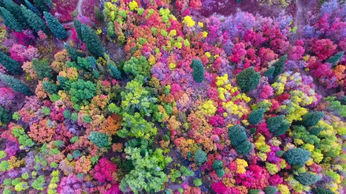 Ce drone capture les magnifiques couleurs d'automne des forets de l'Utah