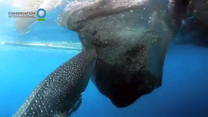 Ce requin-baleine vient voler des poissons aux pecheurs, directement dans leur filet