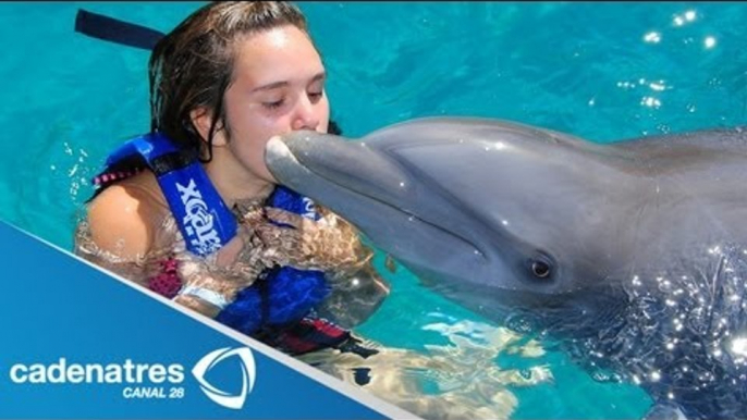 Nado con delfines / Nado con delfines para quitarse el estrés