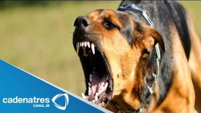 Nuevo ataque de perros en el Distrito Federal / Perros atacan a dos personas en Tlalpan