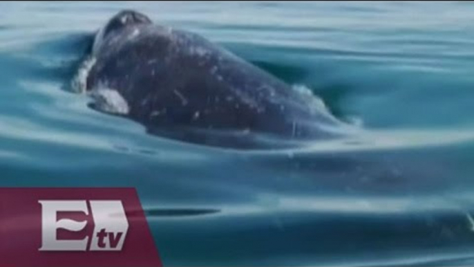 Ballenas llegan a las costas de Baja California Sur / Vianey Esquinca