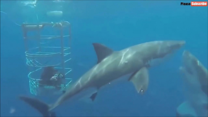 Depuis sa cage, ce plongeur filme une scène incroyable entre 2 requins blancs