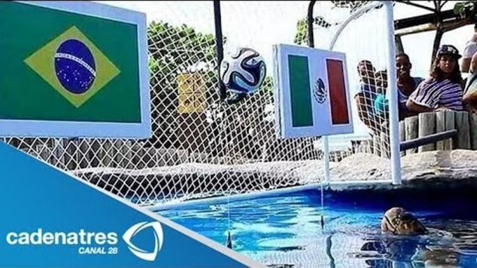 Tortuga vaticina triunfo de México ante Brasil / Tortuga predicts victory of Mexico against Brazil