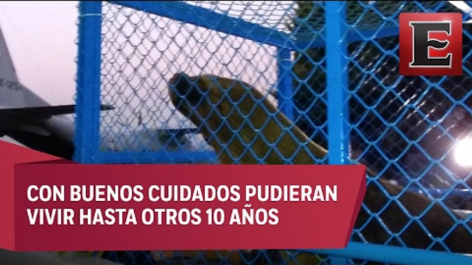 Trasladan a lobos marinos de la CDMX a Nayarit