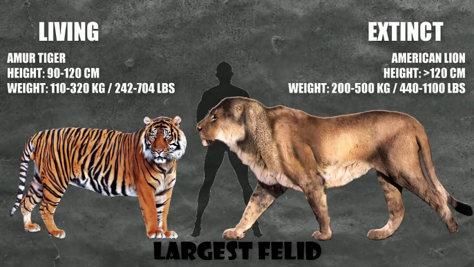 Animal Size Comparison - Extinct vs Living