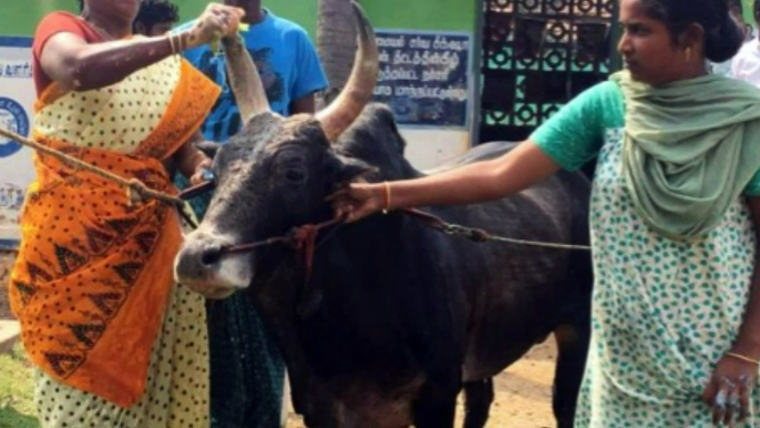 ষাঁড়-কে ভালোবেসে বিয়ে করেননি যে নারী!