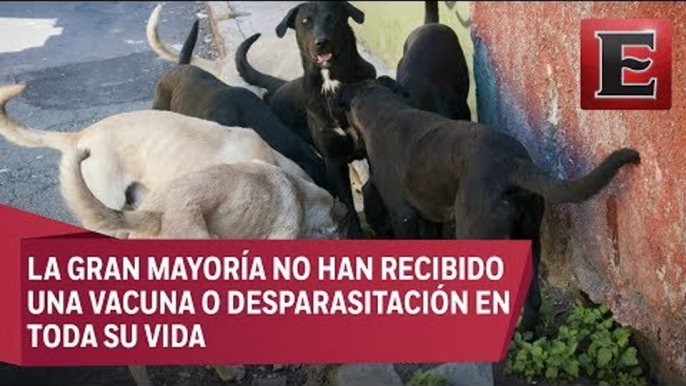 México es el país de América Latina con mayor número de perros callejeros