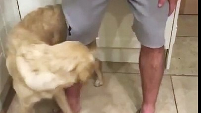 Dog chasing his tail around his owners leg