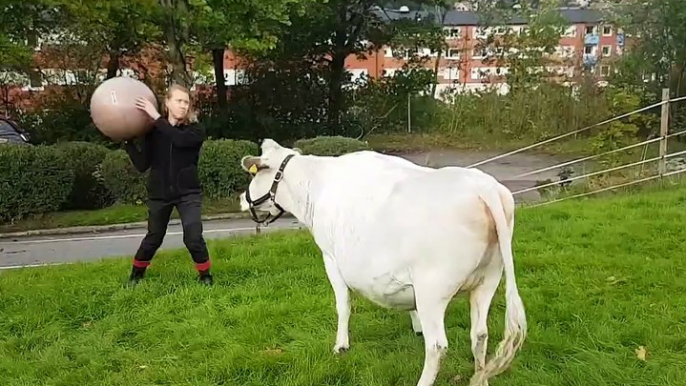 This cow makes the cutest little grunts when he’s playing fetch with Mom