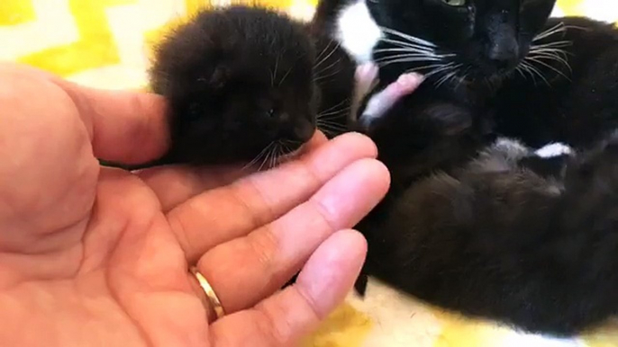 LIVE: These tiny rescue kittens eyes are opening and they’re exploring the world for the FIRST time