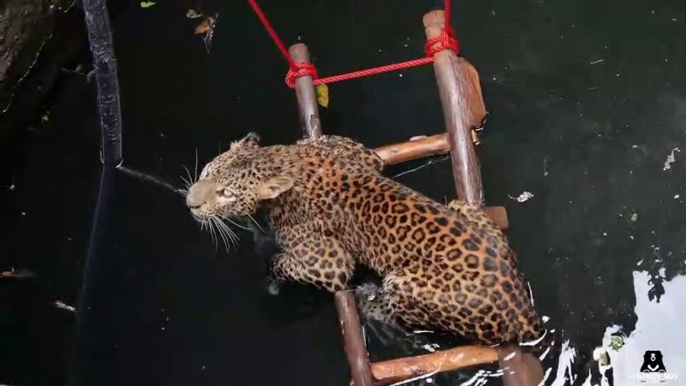 Un jaguar se retrouve coincé dans un puits... Joli sauvetage