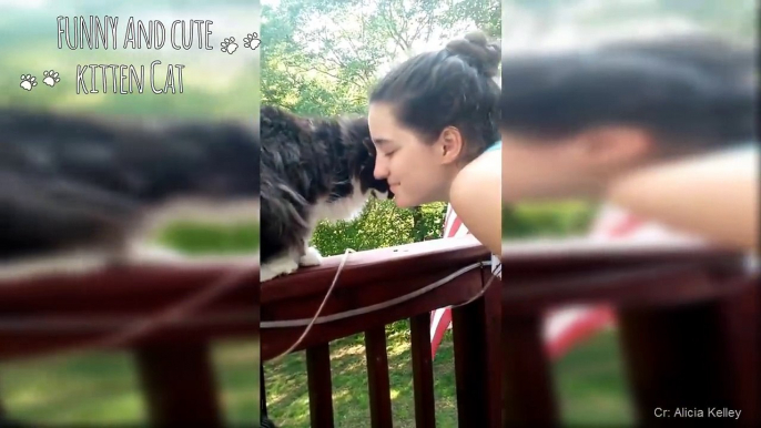 Funny Cats kiss owners to showing the love -  Funny and cute Cat Videos