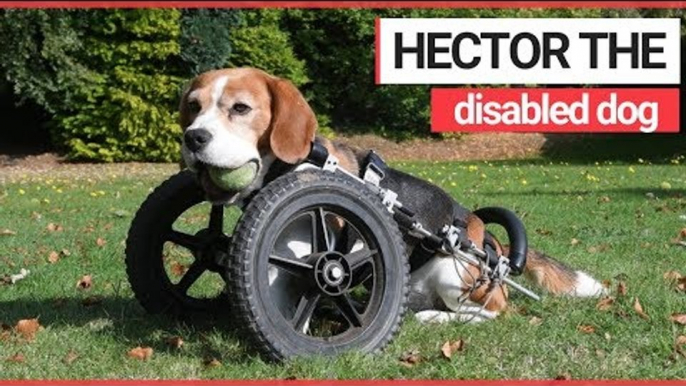 Hector, The Adorable Dog With a Wheelchair | SWNS TV