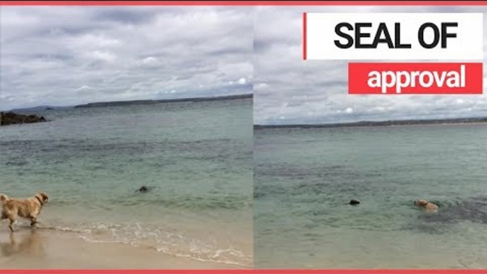 Adorable Dog and Seal Made Friends and Played in the Sea! | SWNS TV