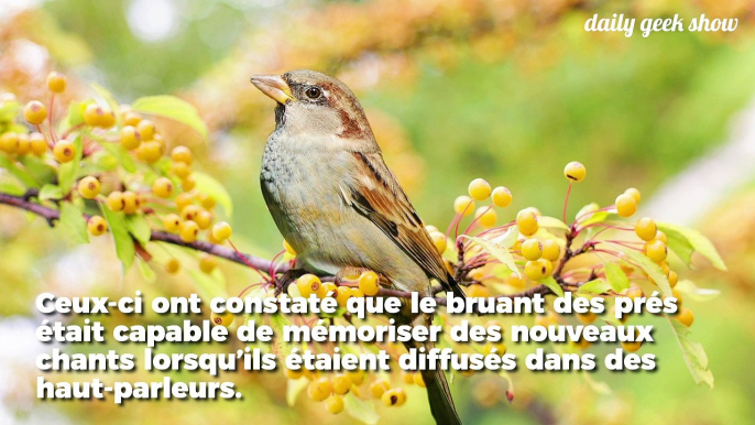 Ce petit oiseau est capable d’apprendre de nouvelles mélodies et les transmettre à sa progéniture