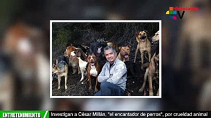 Investigan a César Millán, el encantador de perros, por crueldad animal