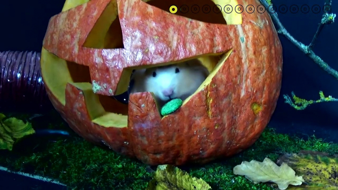 Hamster Halloween Obstacle Course! Huge Candy Haul!